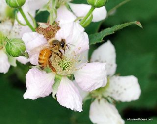 Pollinating worker bee foraging on blackberry blooms.