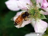 Blackberry forager bee