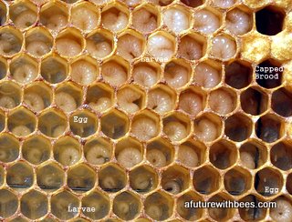 Bee Brood with eggs, larvae and capped brood