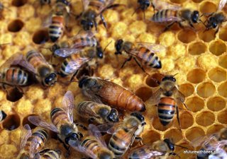 Queen Honeybee