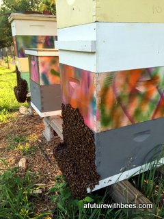 Honey bee hive with beard of bees