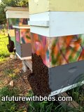 Honey bee hive with beard of bees