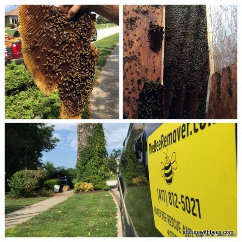 Millwood Honey Bee Rescue