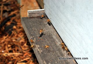Honey bees flying into the hive in slow motion