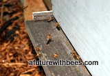 Honey bees flying into the hive in slow motion