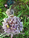 Honeybee and bumblebees on garlic flower
