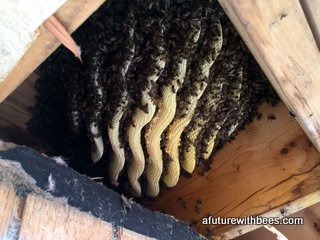 Wavy honeybee comb on a commercial removal