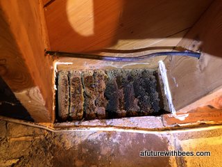 Honey bee removal from the end of floor joists... tight fit!
