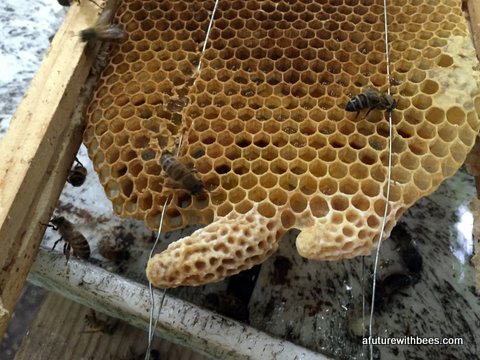 Honey bee removal frame with queen cells on the comb