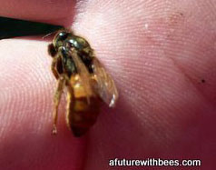 dead virgin/young queen honey bee