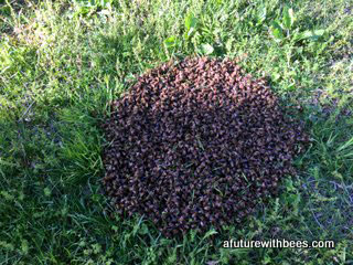 Honey bee swarm on the ground