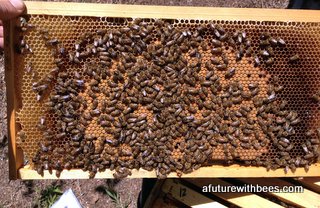 Some frames will start to look like this.  A frame of brood with a nice pattern.  The sealed pupae are in the middle, open cells with larvae are in a ring around the sealed brood.   Fresh nectar can be seen shining in the outermost cells. 