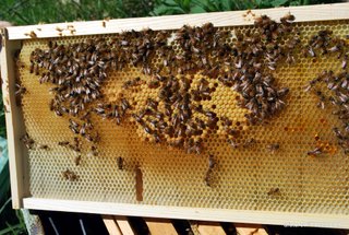 Picture xx:  A typical, partially drawn frame in about week 3.  There is a small patch of sealed brood in the center.  It is surrounded by open larval brood that has not been sealed yet.  The queen is laying in the cells as fast as the workers can build them!