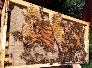 This is what can happen if the queen cage is left in too long. The bees build an extra comb between the frames where the queen cage hangs.  This is difficult to clean up.