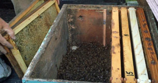 swarm dumped into the hive