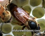 Queen honeybee on comb