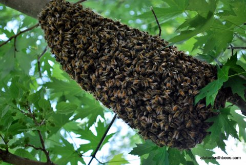 Honey bee swarm on limb