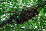 Tree with honeybee swarm