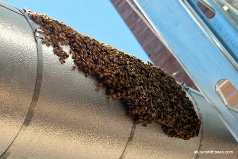 Stairs to roof bee swarm