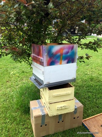 Hive setup to capture honeybee swarm