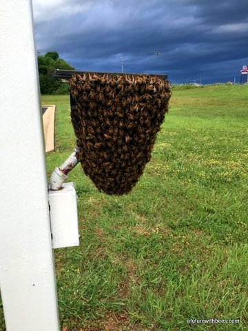 Honeybee swarm on spot light