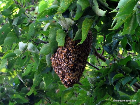 Tree with honeybee swarm