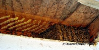 Honeybees in the soffit