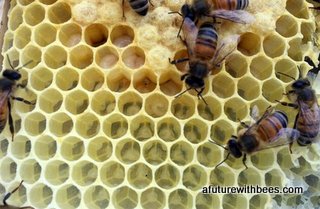 Bees of fresh comb