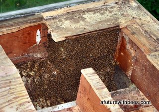 Honeybee colony in a floor