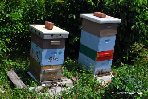 Honeybee hives in the apiary