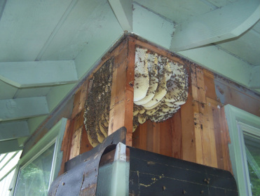 Home honeybee removal