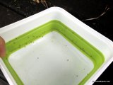 Plastic bowl of bee stingers